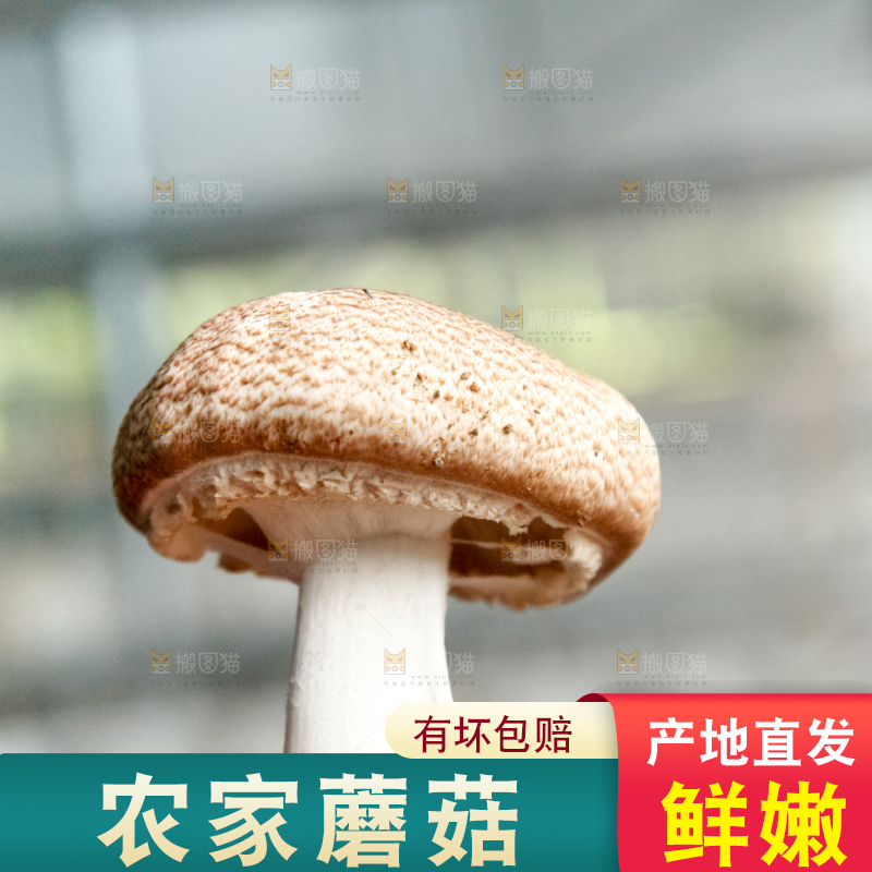 土里的蘑菇