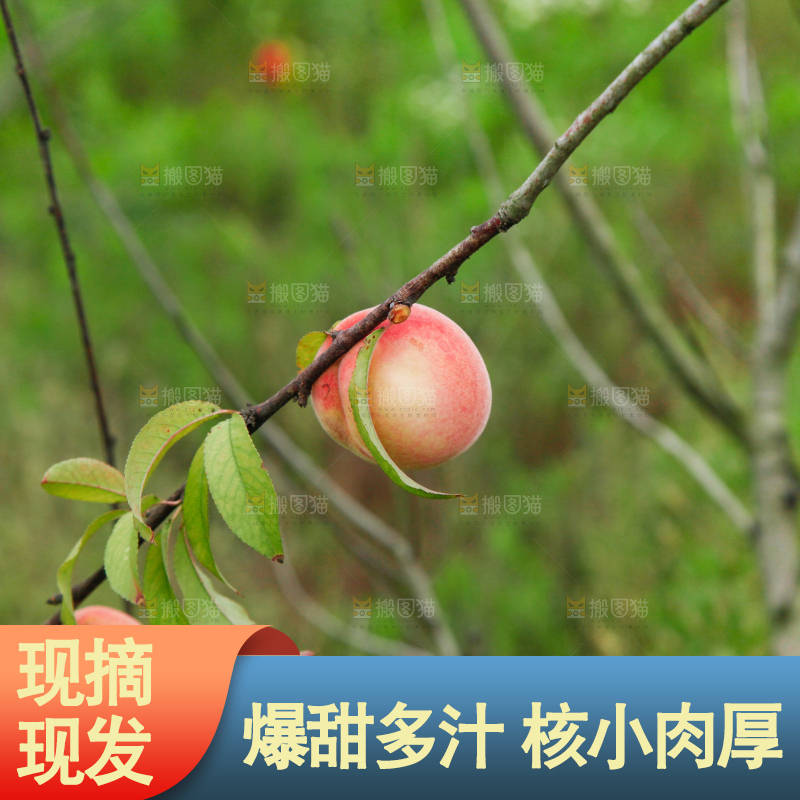 树上挂着桃子