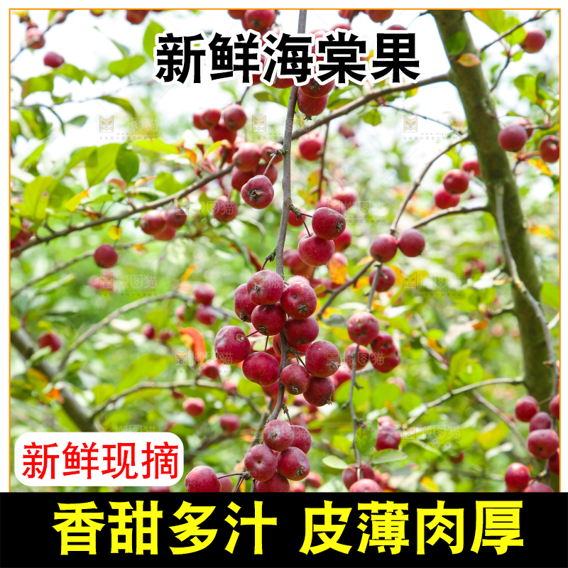 树上挂着海棠果