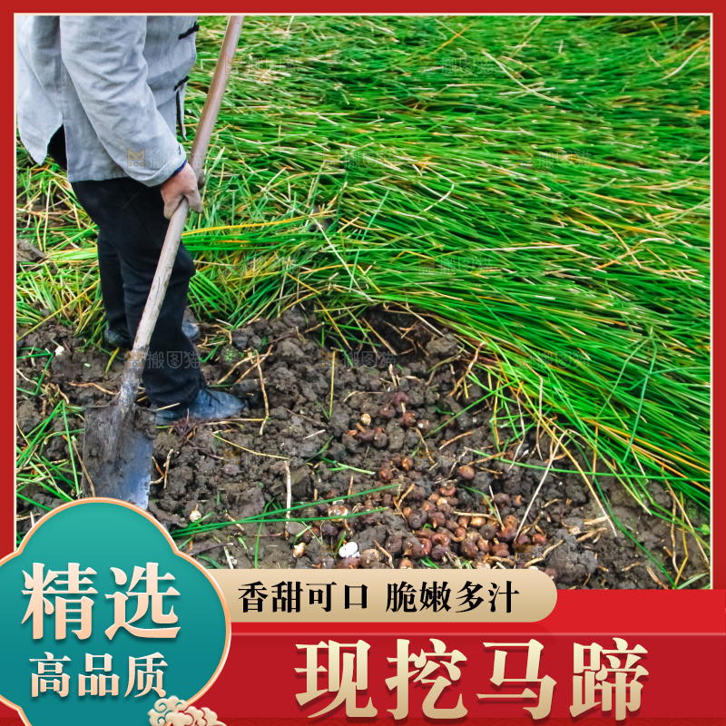 农民正在挖马蹄