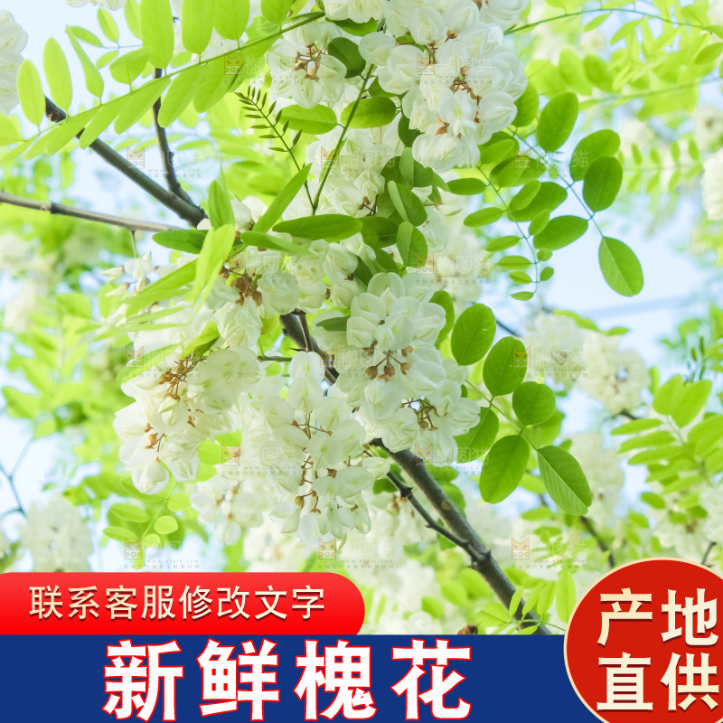 槐树槐花