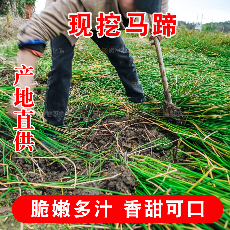 农民正在挖马蹄