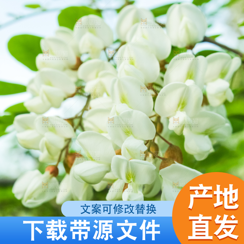 槐树槐花