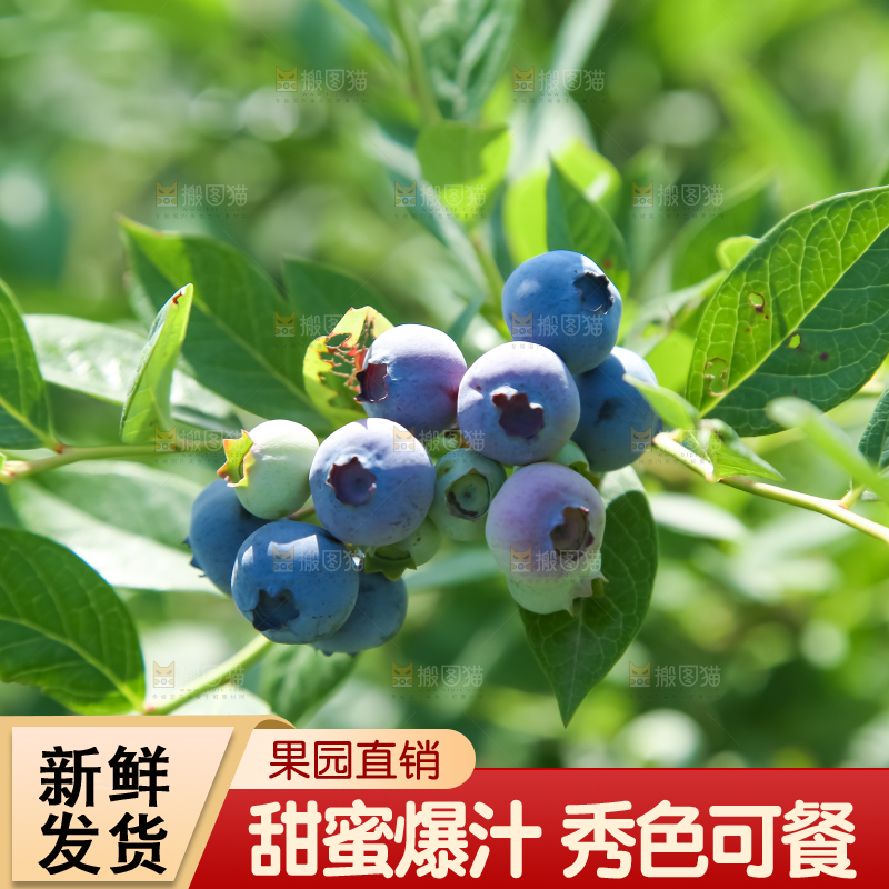 农民正在采摘蓝莓