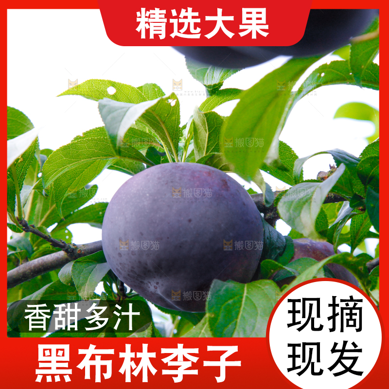 树上挂着黑布李