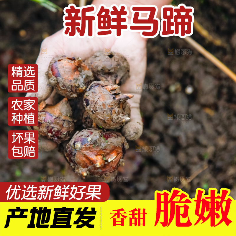 农民正在挖马蹄