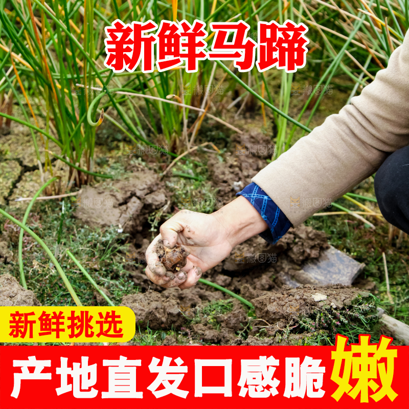 户外的马蹄田
