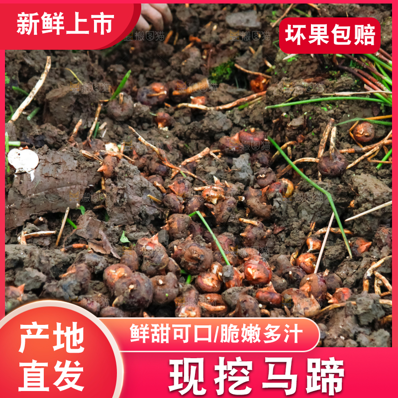农民正在挖马蹄