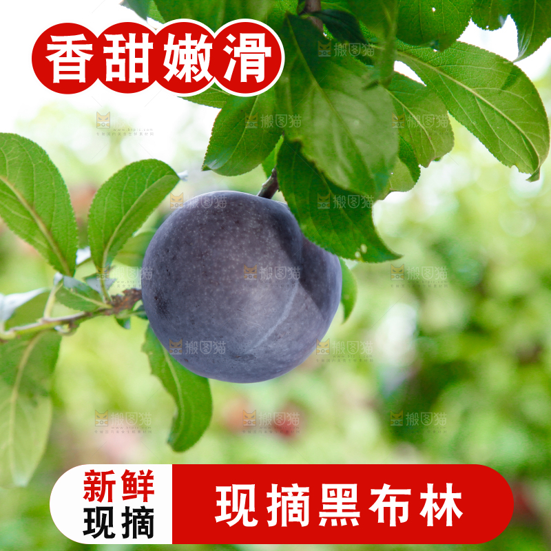 树上挂着黑布李