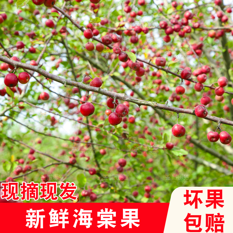 树上挂着海棠果