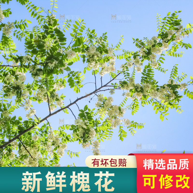 槐树槐花