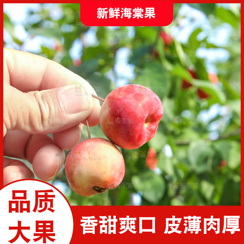 树上挂着海棠果