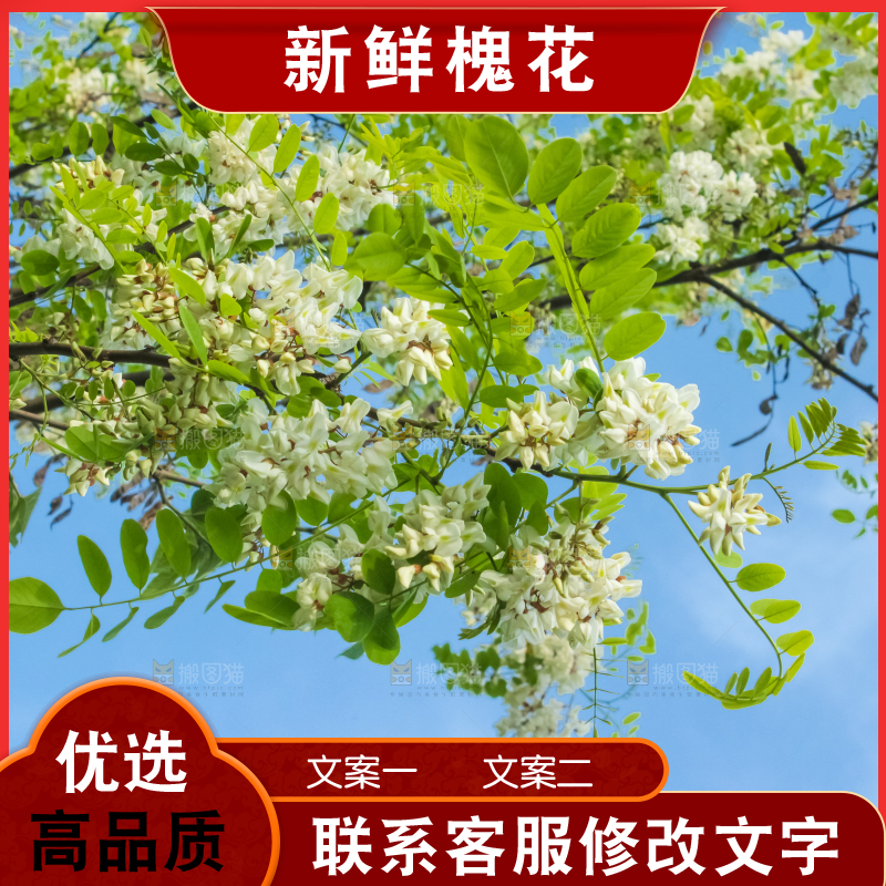 槐树槐花