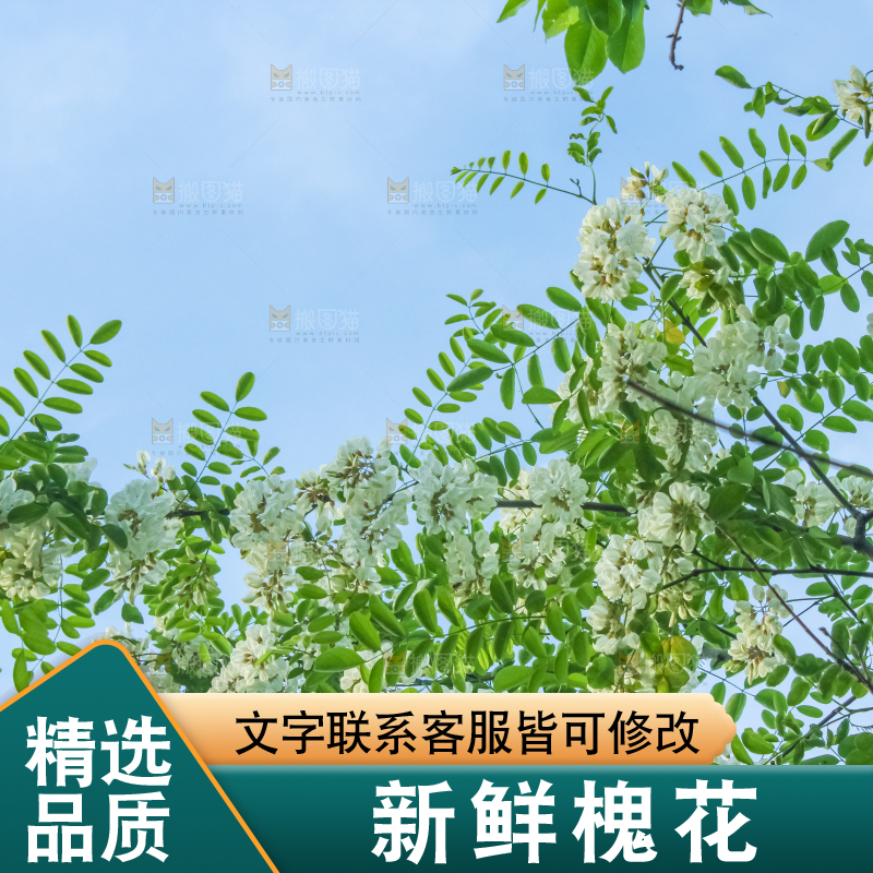 槐树槐花