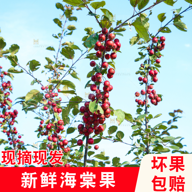 树上挂着海棠果