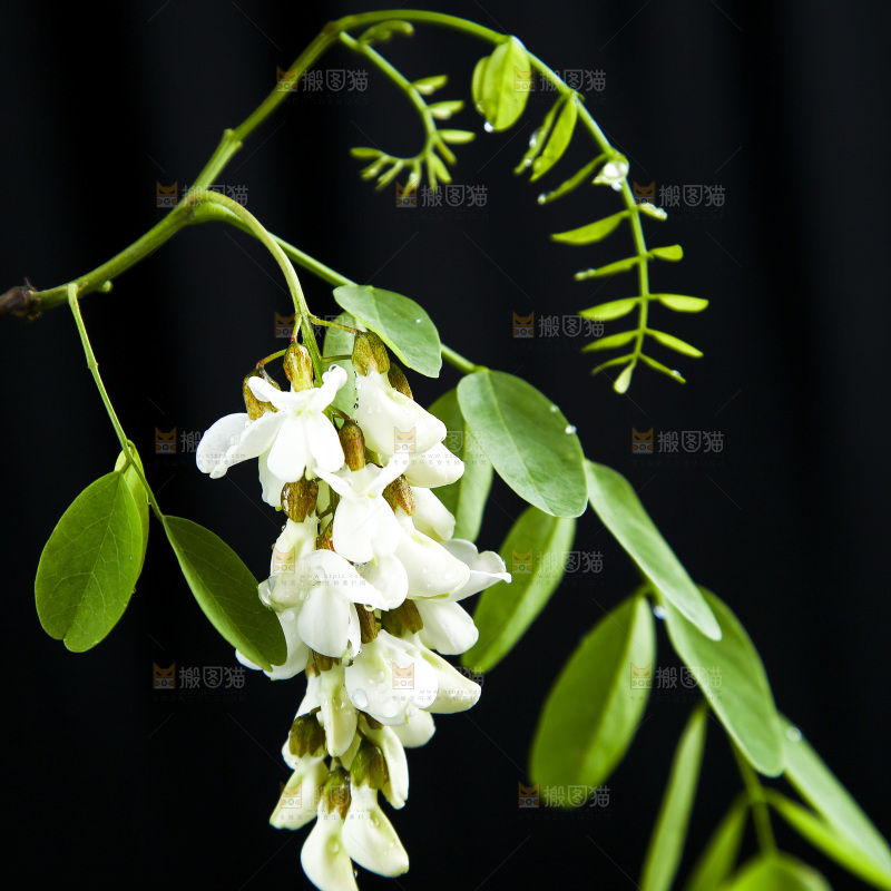 黑底上的槐树花