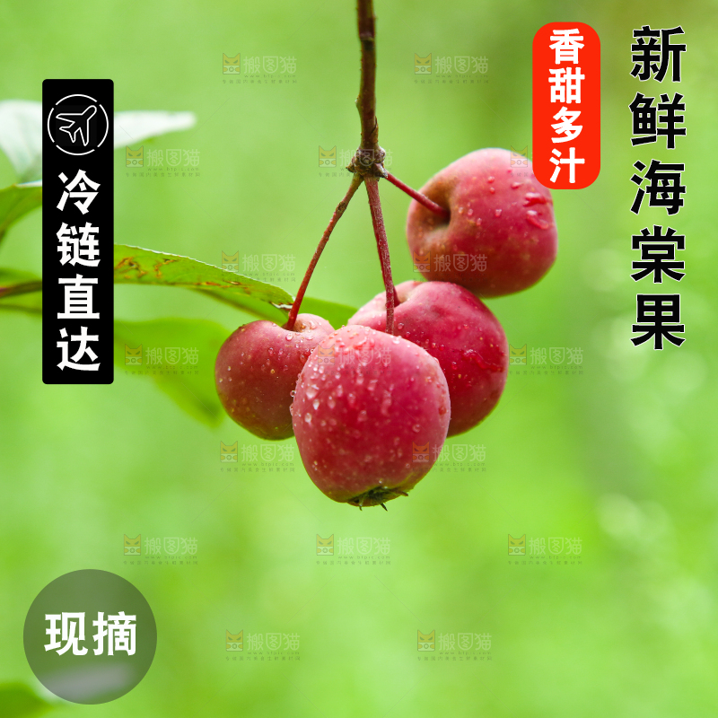 树上挂着海棠果