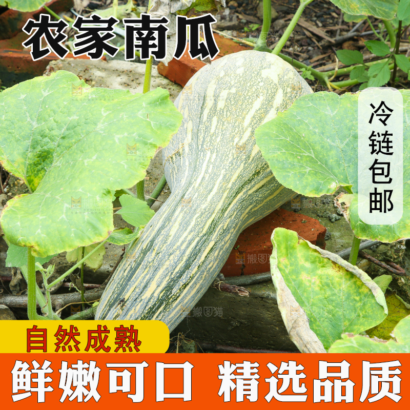 地里的南瓜