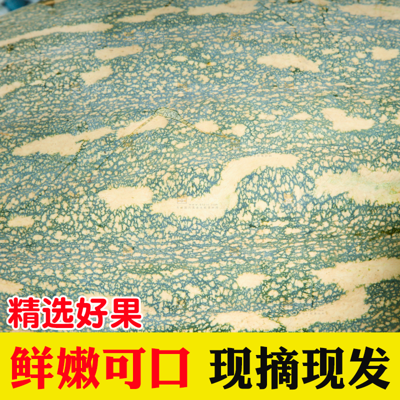 地里的南瓜