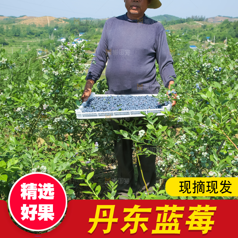农民正在采摘蓝莓