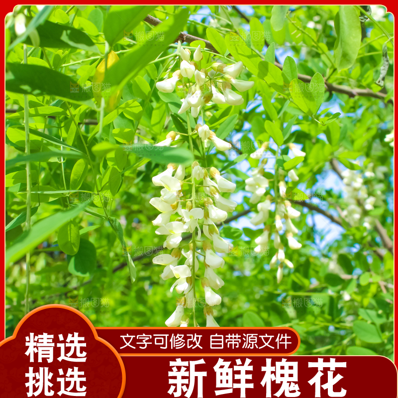 槐树槐花