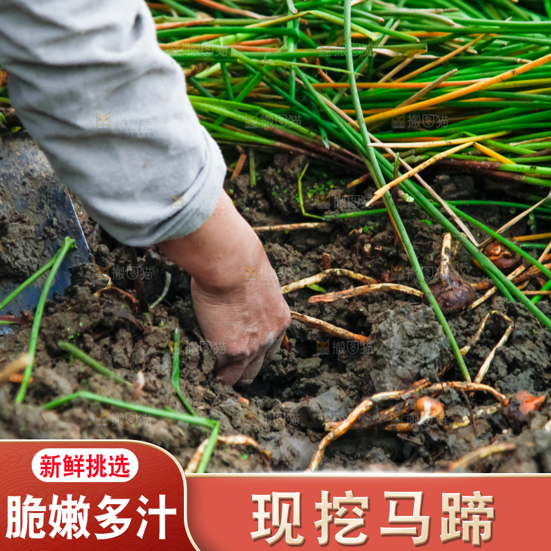 农民正在挖马蹄