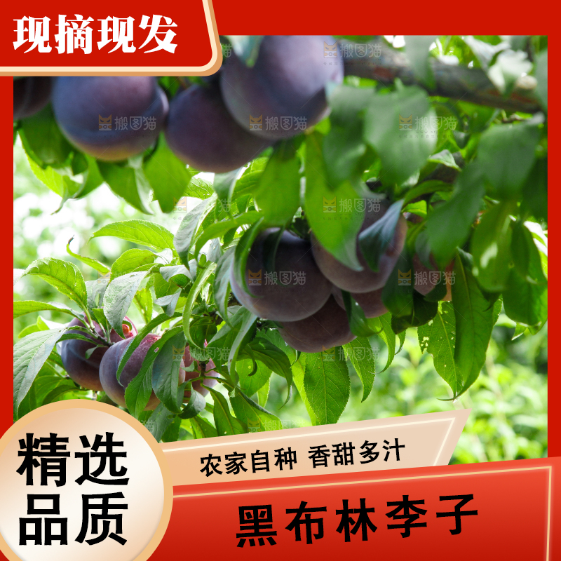 树上挂着黑布李
