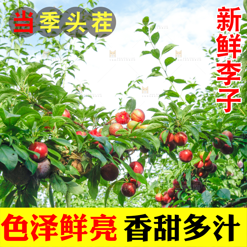 李子树上的红布李