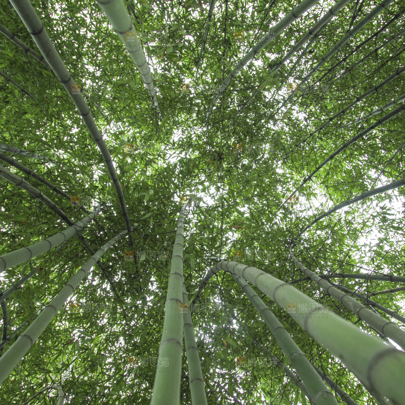 一片竹林