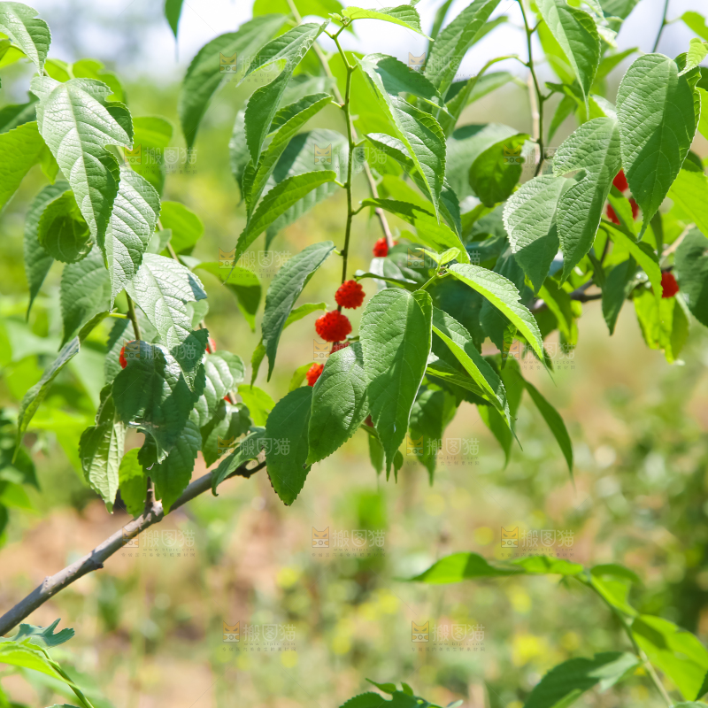 一片绿植