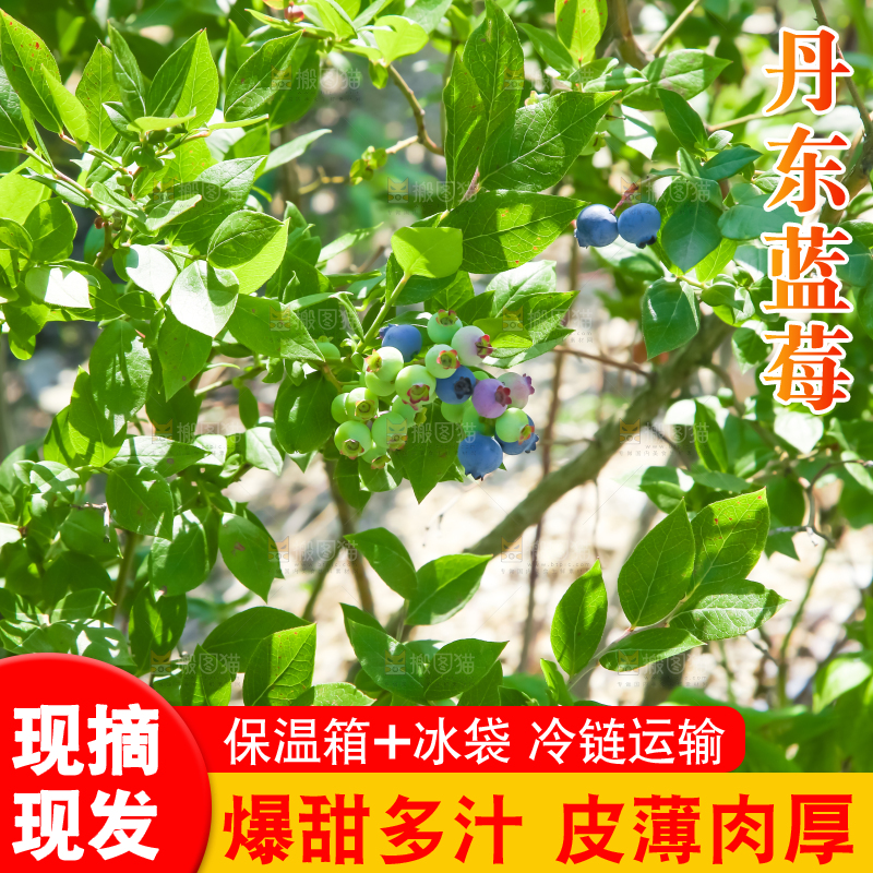 农民正在采摘蓝莓