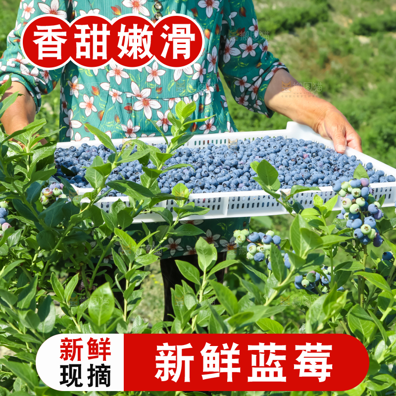 农民正在采摘蓝莓