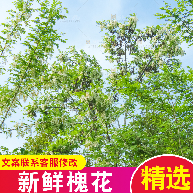 槐树槐花