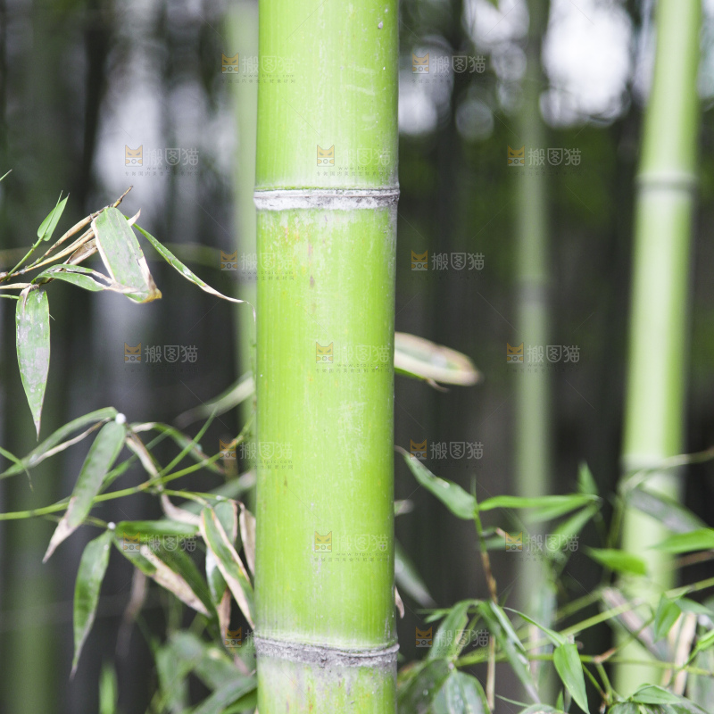 一片竹林