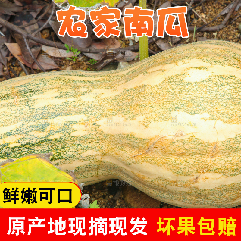 地里的南瓜
