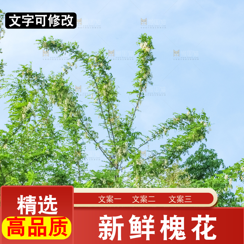 槐树槐花