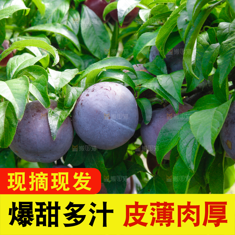 树上挂着黑布李
