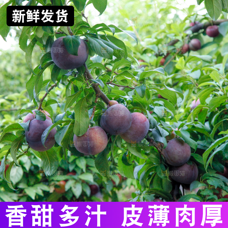 树上挂着黑布李
