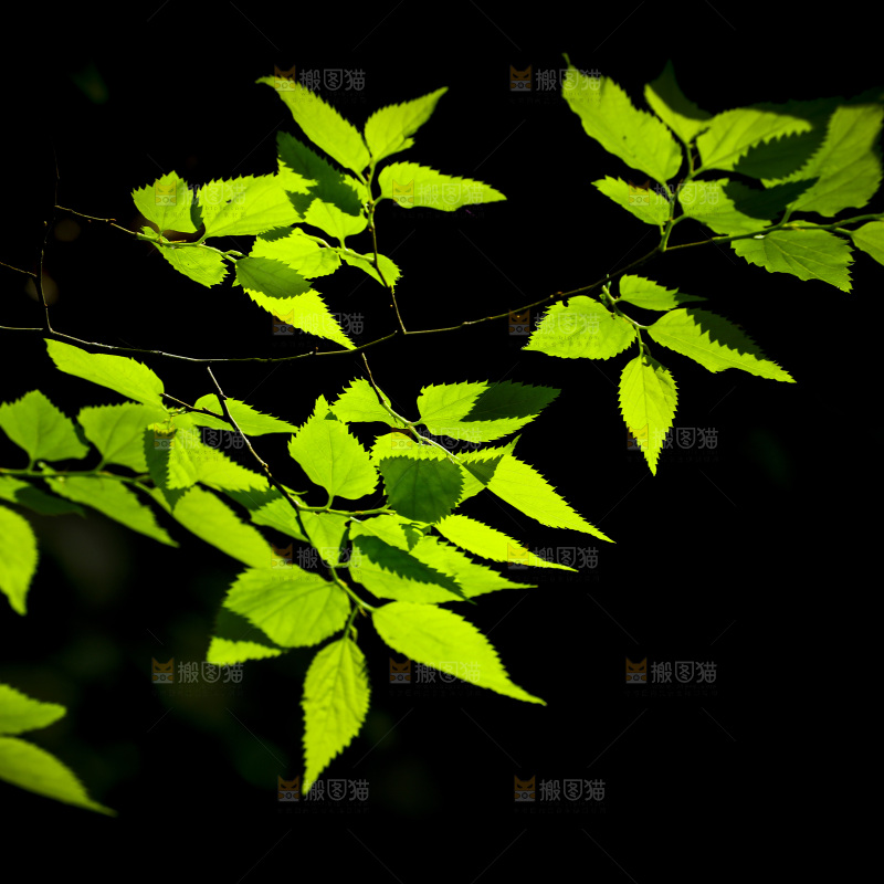 黑底上的树枝