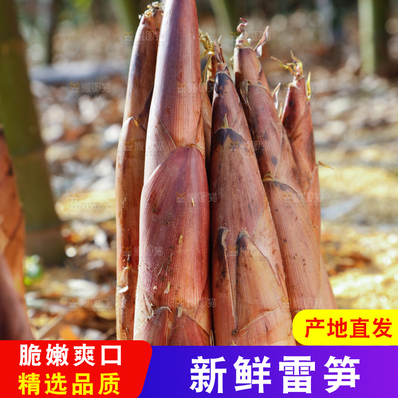 竹林里的雷笋