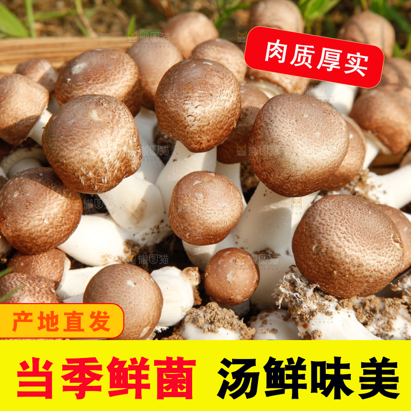 篮子里装着香菇