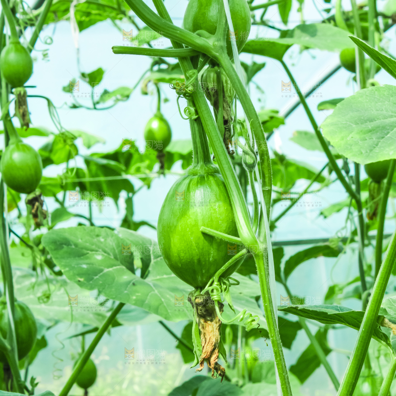 藤子上结着南瓜