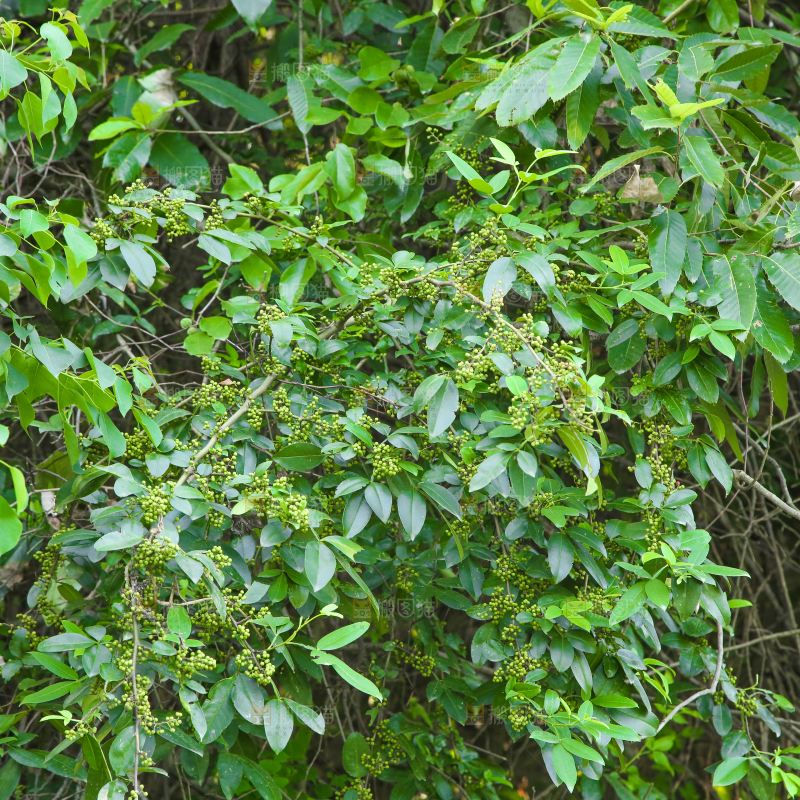 树上的花椒
