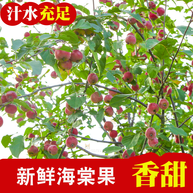树上挂着海棠果