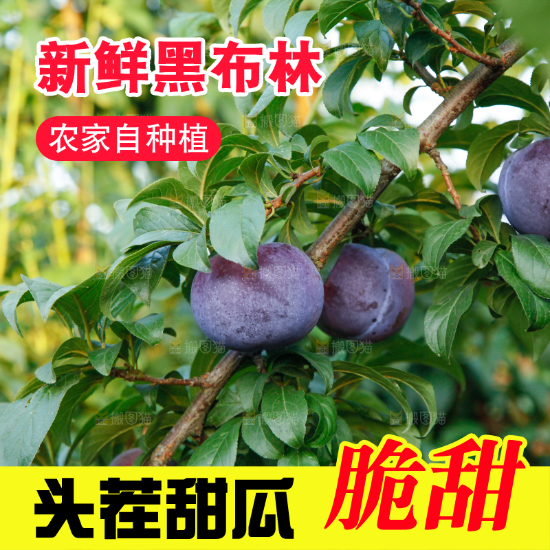 树上挂着黑布李