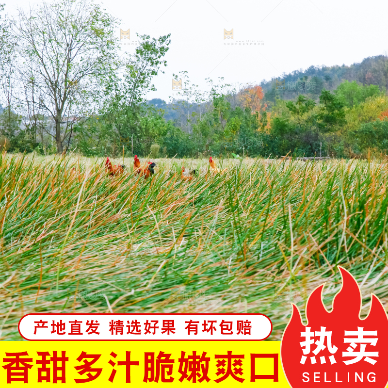户外的马蹄田