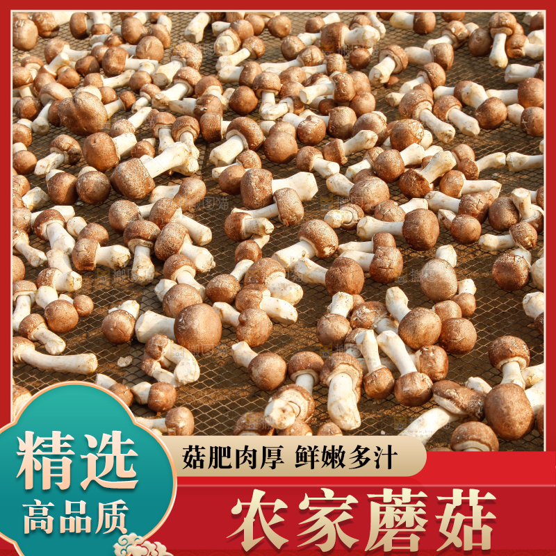 篮子里的小蘑菇