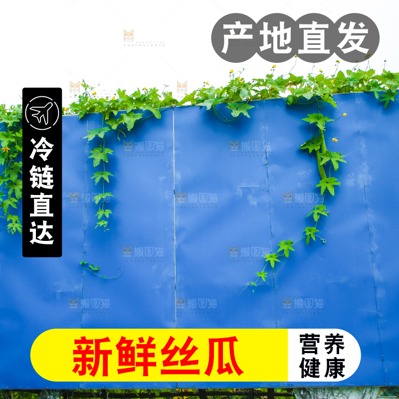 藤子上的丝瓜