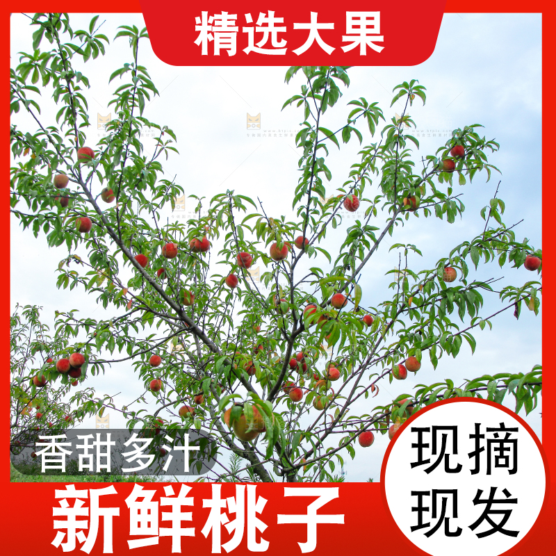 树上挂着桃子