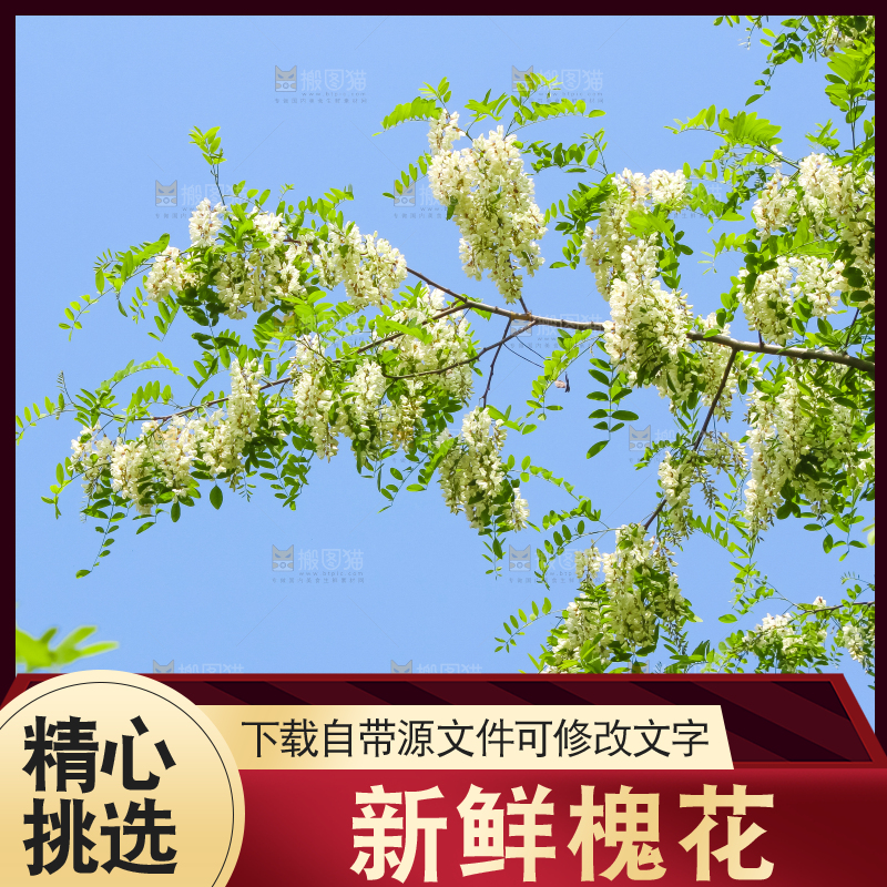 槐树槐花